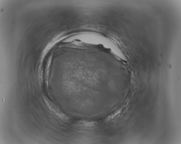 X0000081470343200701262008