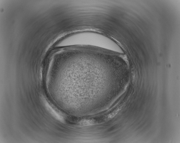 X0000081470350200701262008