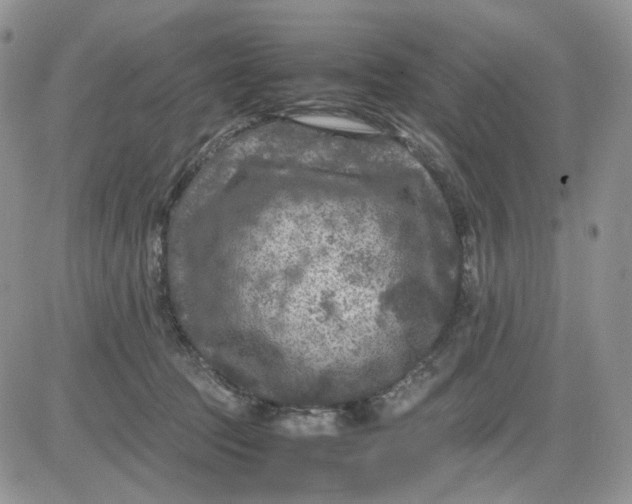 X0000081470369200701262009