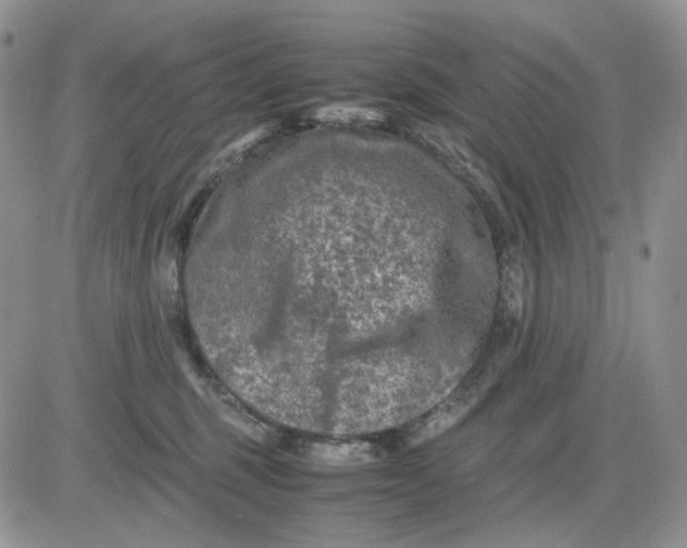 X0000081470375200701262009