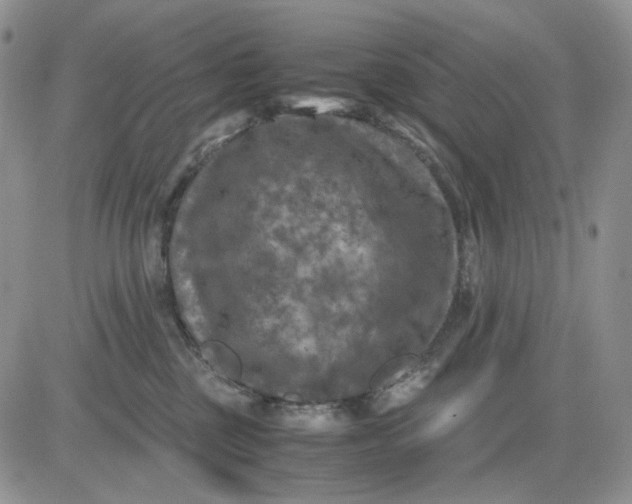 X0000081470377200701262009