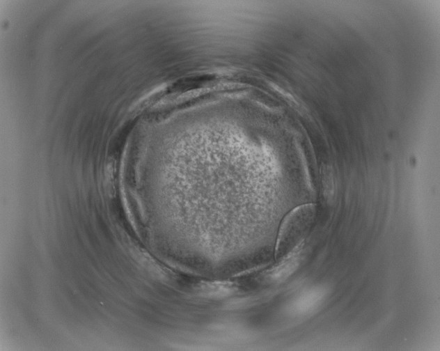 X0000081470378200701262009