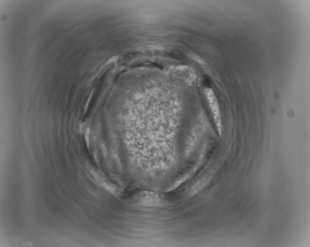 X0000081470384200701262009