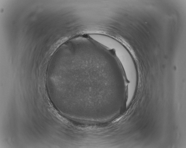 X0000081470385200701262008