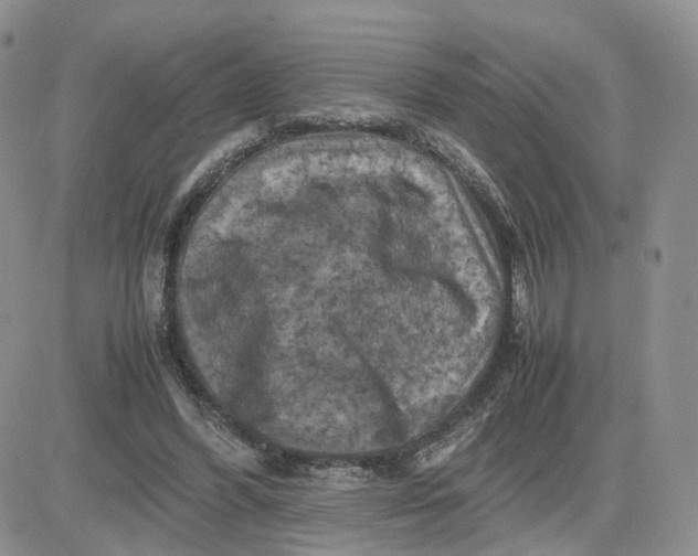 X0000081470396200701262008