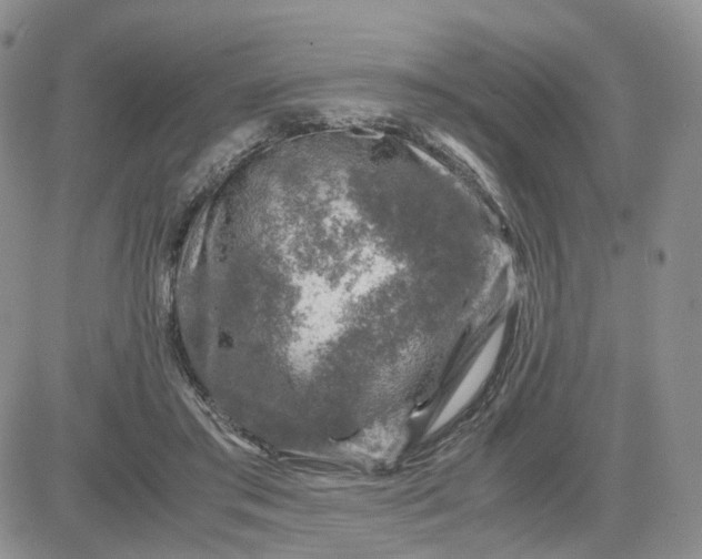 X0000081470405200701262008