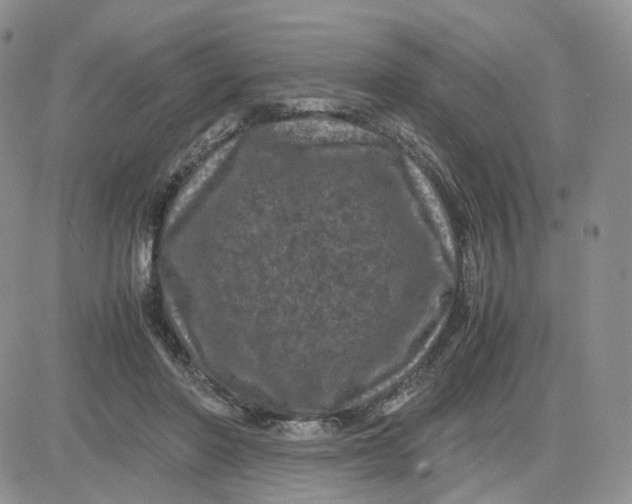 X0000081470406200701262008