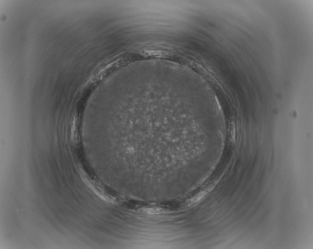 X0000081470408200701262008