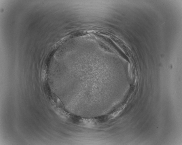 X0000081470417200701262008