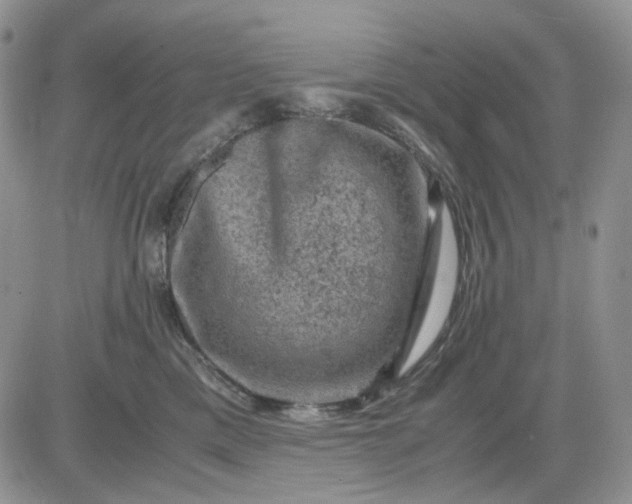 X0000081470425200701262008