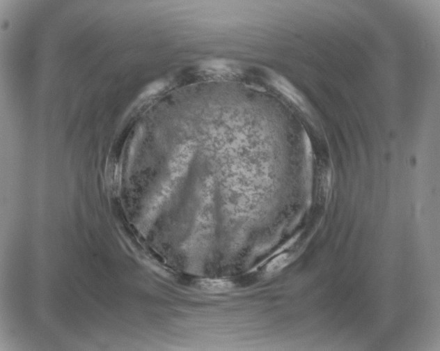 X0000081470429200701262008