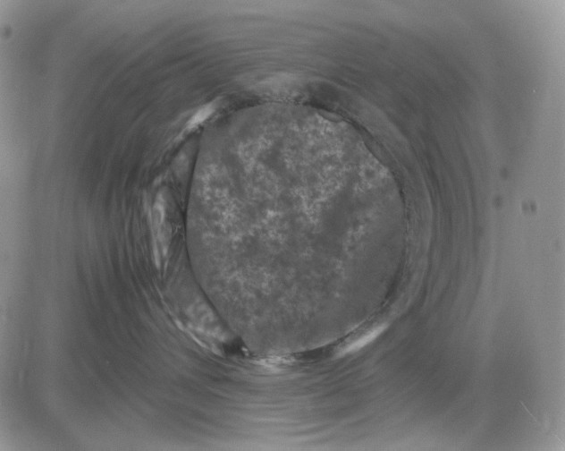 X0000081470432200701262007