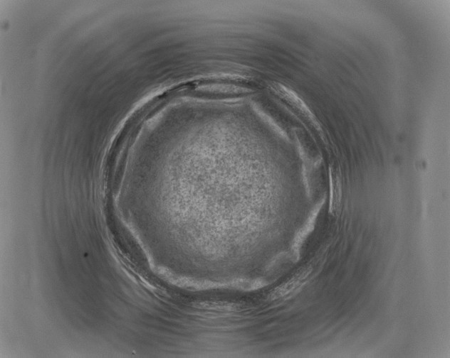 X0000081470435200701262007