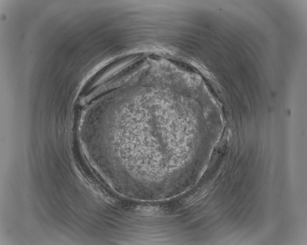 X0000081470440200701262007