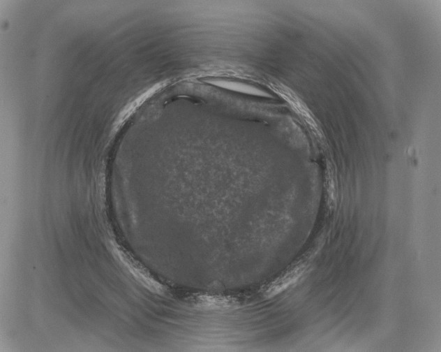 X0000081470442200701262007