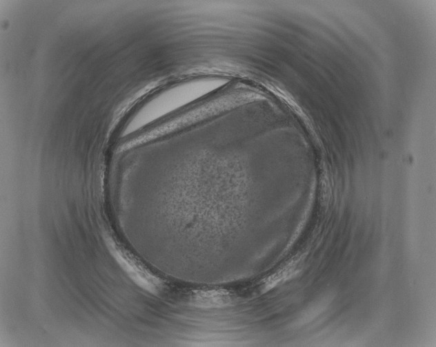 X0000081470446200701262007