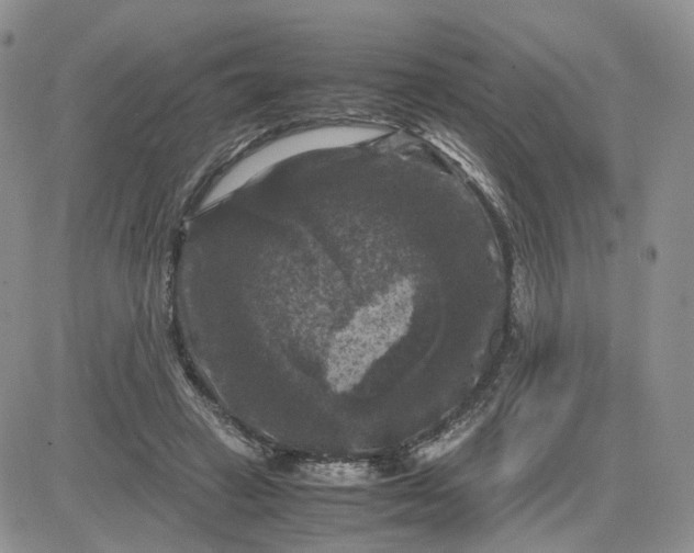 X0000081470449200701262007