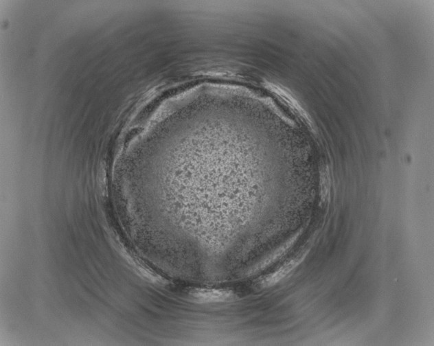 X0000081470453200701262007