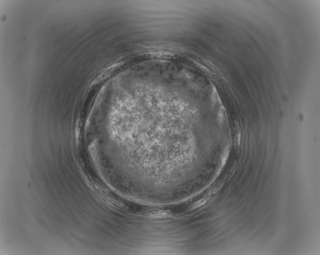 X0000081470456200701262007