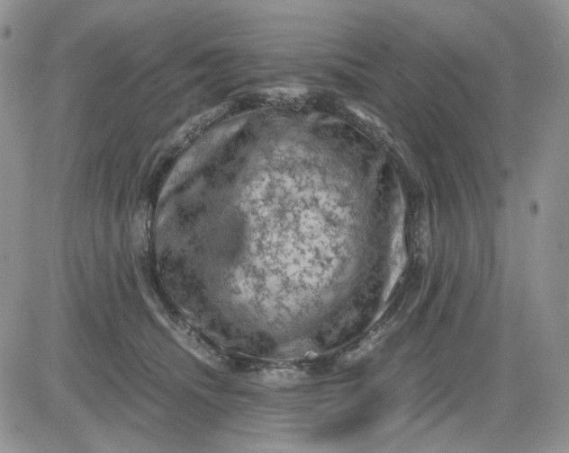 X0000081470468200701262007