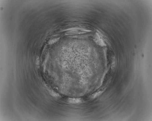 X0000081470469200701262007