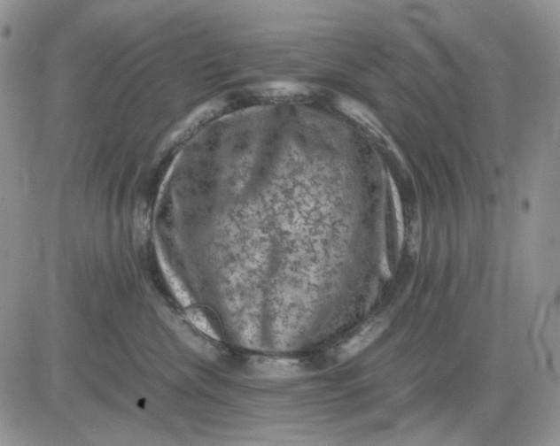 X0000081470476200701262007