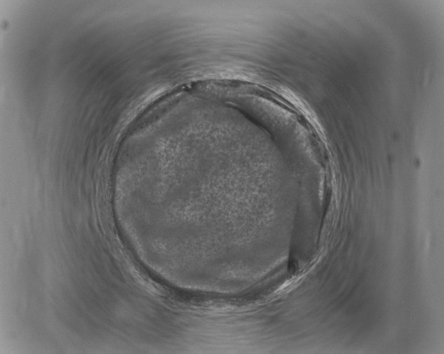 X0000081470481200701262007