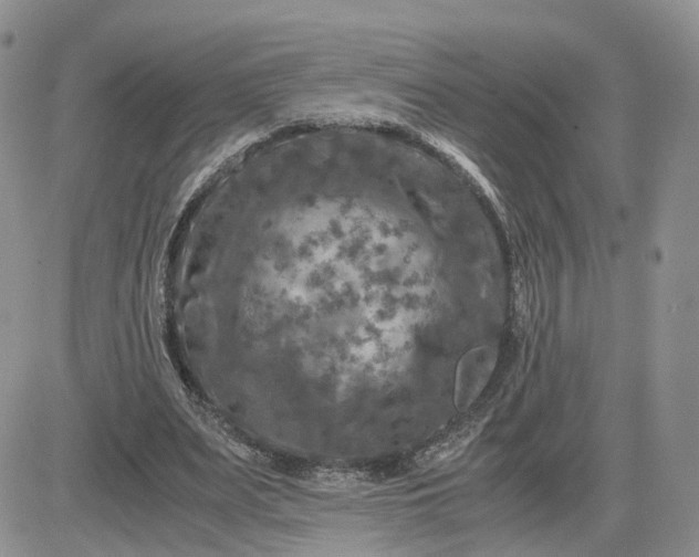 X0000081470487200701262007