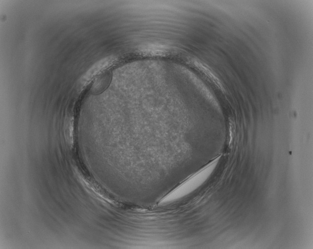 X0000081470494200701262006