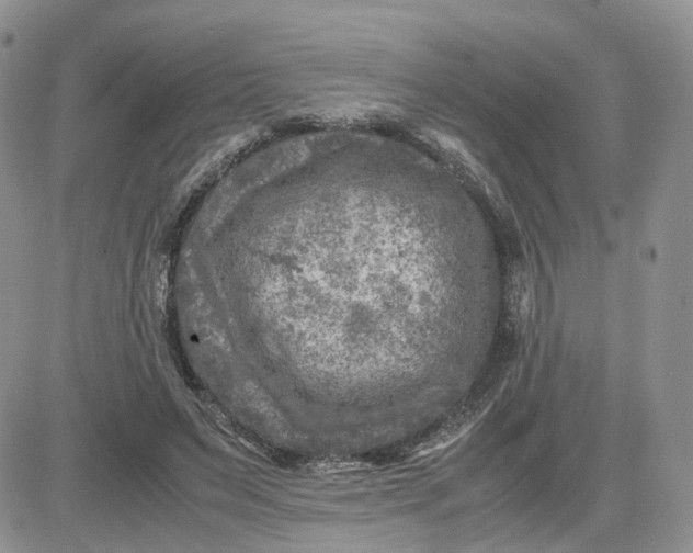 X0000081470495200701262006