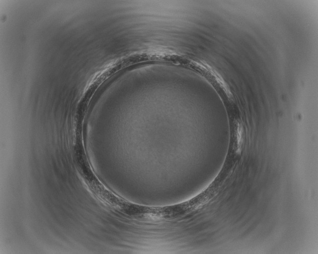 X0000081470496200701262006