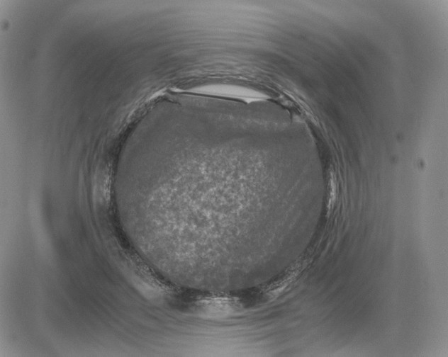 X0000081470499200701262006