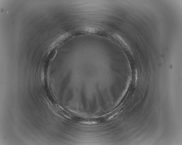 X0000081470500200701262006