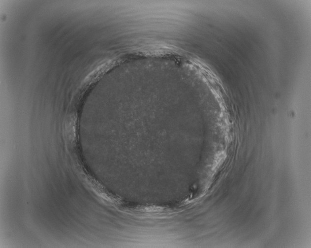 X0000081470501200701262006