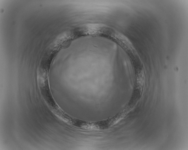 X0000081470503200701262006