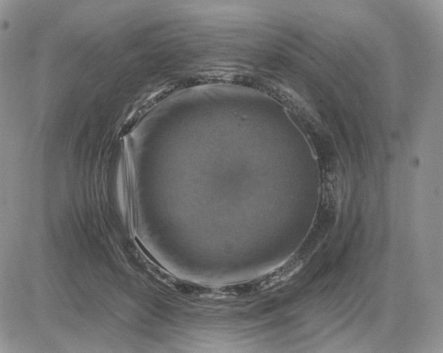 X0000081470504200701262006