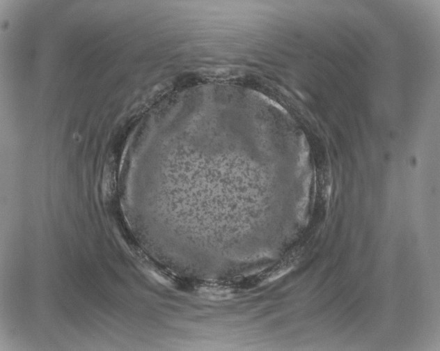 X0000081470515200701262006