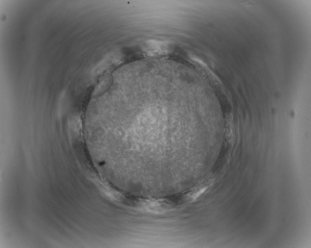 X0000081470523200701262006