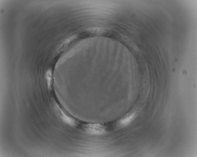 X0000081470528200701262006