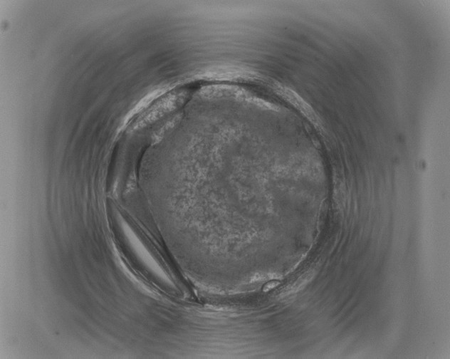 X0000081470530200701262005