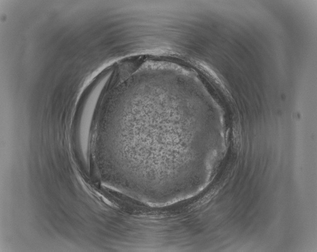 X0000081470532200701262005