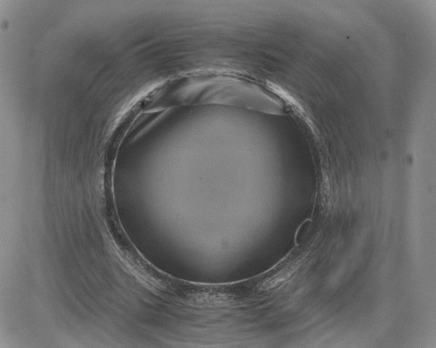 X0000081470535200701262005