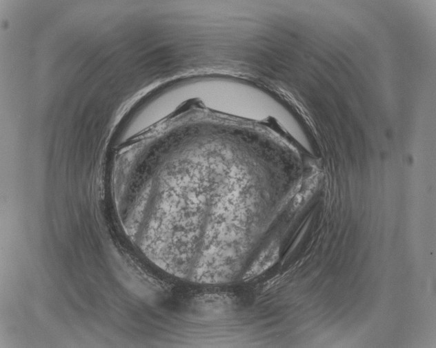 X0000081470536200701262005