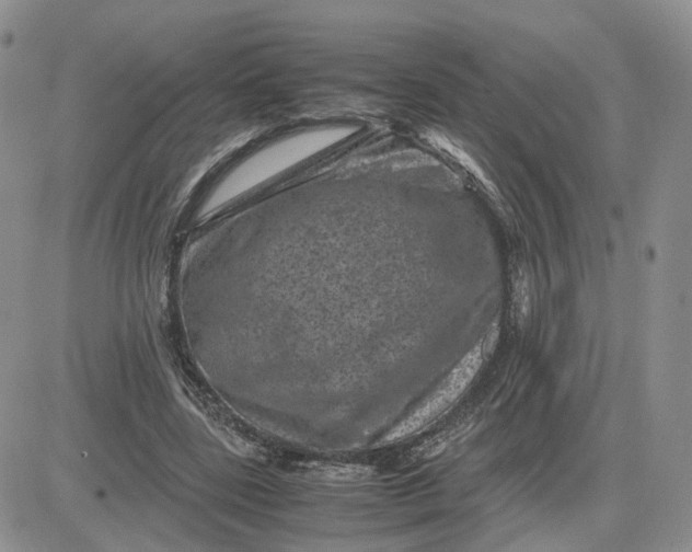 X0000081470539200701262005