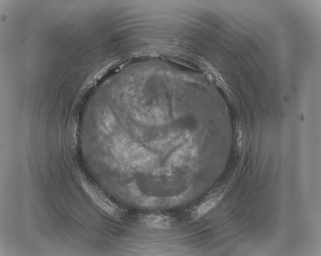 X0000081470542200701262005