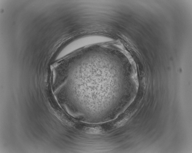 X0000081470548200701262005