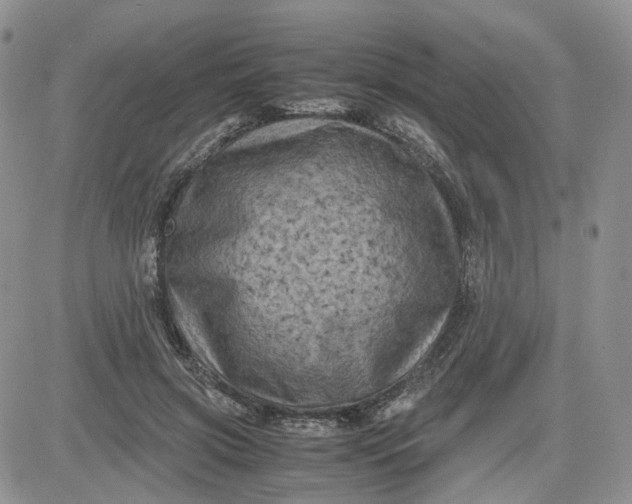 X0000081470549200701262005