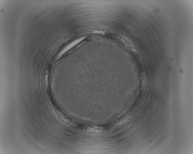 X0000081470550200701262005