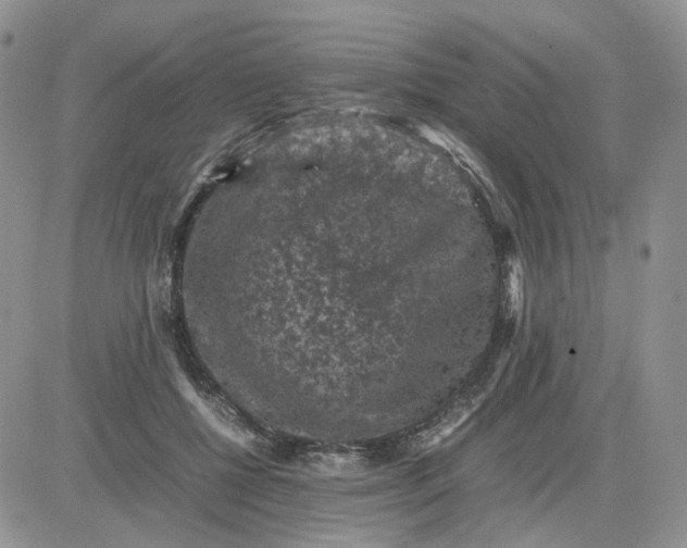 X0000081470552200701262005