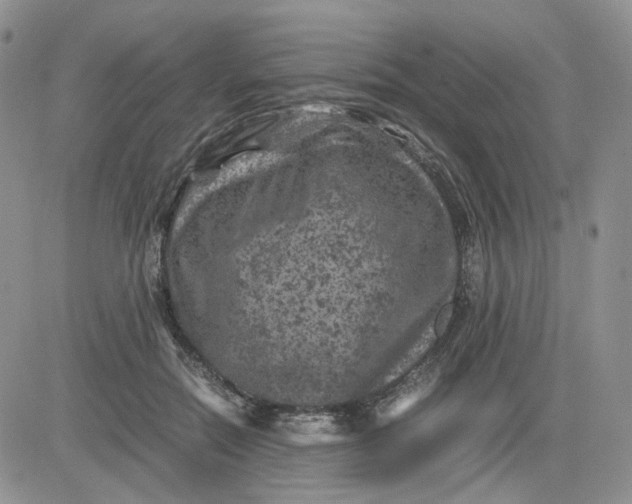 X0000081470554200701262006